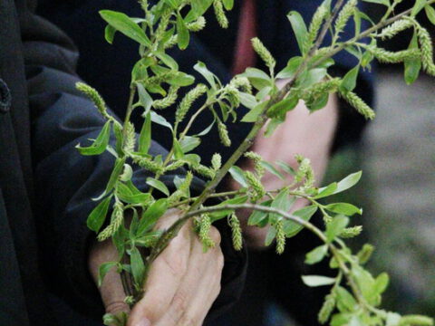 IMG_8825_resize_resize