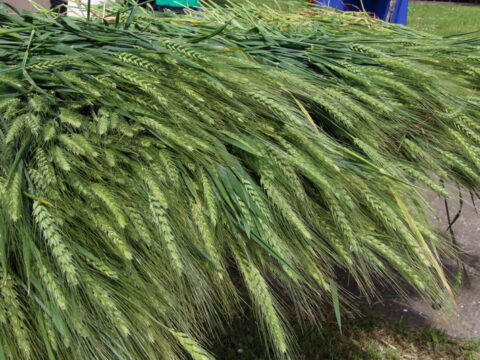 IMG_4635_resize_resize