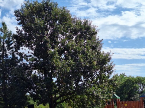 1000003419_resize