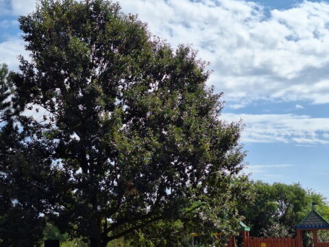 1000003422_resize