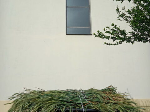 IMG_20250529_080424_resize